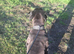 Male presa canario