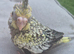Baby cockatiels for sale