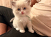 Ragdoll Kittens - 2 males available