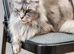 XL ACTIVE FEMALE MAINECOON