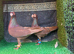 English barb
