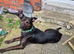 German shepherd cross staffy Milli