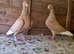 Syrian Pigeon for sale