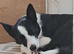 6 month old female pup