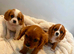 Kings Charles puppies