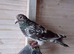 Almond colour rare colour racing pigeons