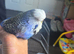Exhibition budgies x8