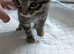 4 beautiful half bengal kittens
