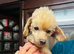 lyncham toy poodle