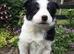 6 Adorable Border Collie Puppies