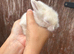 Lionlop babies