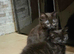2 beautiful mixed siberian kittens left for sale