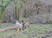 Jack Russell Puppies for Sale Swansea