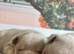 New Shade KC Registered French Bulldog Puppies