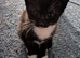 Beautiful ragdoll x kittens