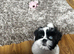 Beautiful Female Lhasa Apso Looking for a Loving New Home