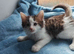 FLUFFY KITTENS
