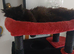 Maincoon crossed callicons