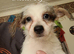 Jack Russel Terrier Pups
