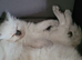 Ragdoll kittens