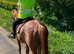 16.1 Chestnut gelding 6yrs