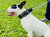 for stud fully health tested bull terrier