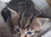 Gorgeous Kittens For Sale