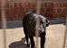 Staffy puppies