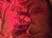 1 gorgeous chunky French Bulldog puppy left