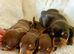 Beautiful Dachshund Puppies