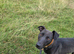 Lurcher Male