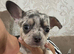 Chihuahua x