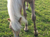REGISTERED SEC B PALOMINO FILLY