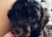Stunning cockapoo