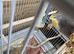 Very Tame bonded Pair Pastel faced Cockatiels