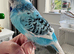 Beautiful Tame Male Exhibition Budgie