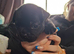 FRUG PUPPIES
