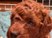 F1bb cockerpoo puppies