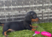 8 weeks old miniature dachshund girl