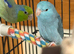 2 x parrotlets and cage