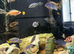Variety or cichlids