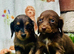 Long haired miniature dachshunds