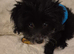 TOY POODLE CROSS