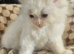 Flame point ragdoll kittens