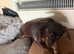 6 month old female cheweenie
