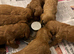 Beautiful red cockapoo puppies