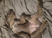 Stunning mearle mastiff mix puppy