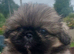 3 Pekingeses Puppies