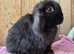 Baby mini lops  ready now.  Last boy..