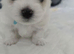 Maltese